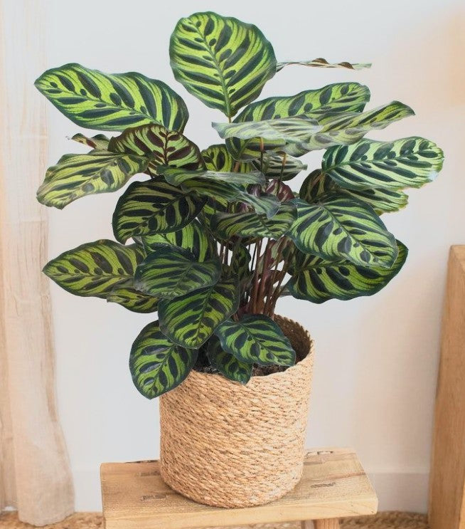 Calathea