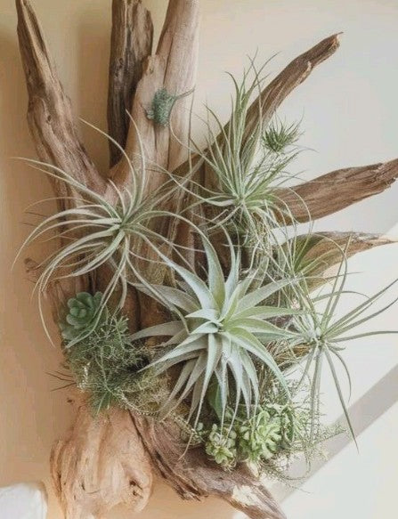 Air Plant