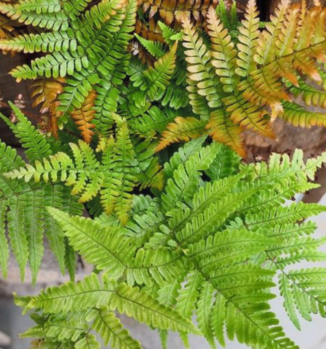 Fern