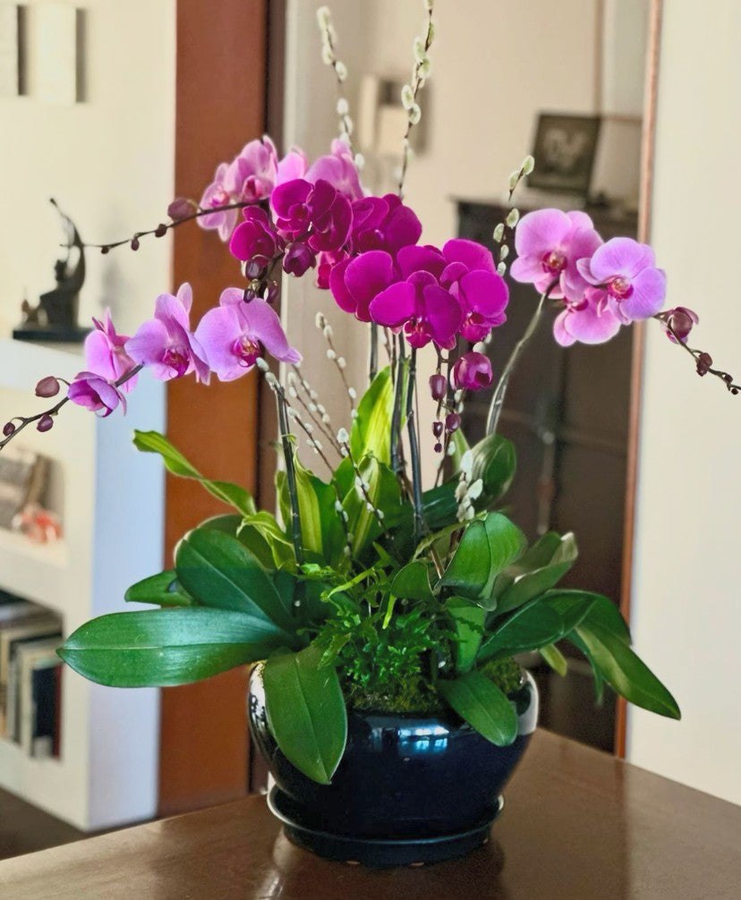 Phals Botanical Garden